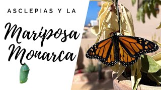 La Mariposa MONARCA su ciclo completo y la planta que lo hace posible [upl. by Anecusa379]