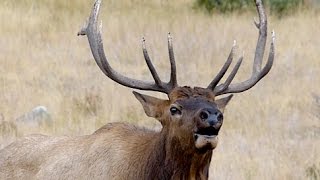 Sound of Bull Elk bugling in Rocky Mountain National Park [upl. by Clarhe]