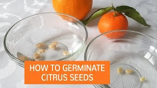 How To Germinate Citrus Seeds  Grow Citrus Trees From Seed [upl. by Acillegna]