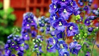 How to Grow Delphinium or Larkspur from Seed [upl. by Nylknarf225]