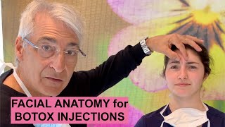 Facial ANATOMY for BOTOX Injections [upl. by Olnee934]