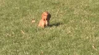 Dachshund Puppies  Long Haired AKC Miniature Dachshunds [upl. by Nostrebor665]