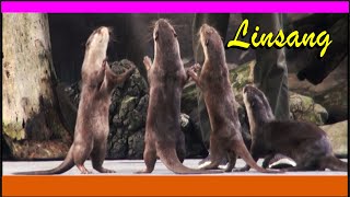 Linsang Berang Berang Aonyx Cinerea [upl. by Vonni]