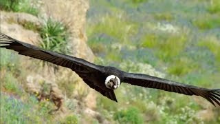 The majestic Andean Condor the largest flying bird [upl. by Diane]