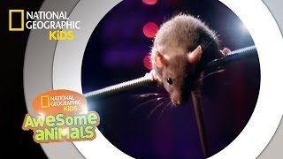 Rat Genius  Awesome Animals [upl. by Nelaf]