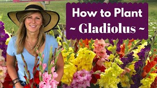 How to Plant Gladiolus Bulbs  Corms  Cranbury Fields Flower Farm [upl. by Darsey633]