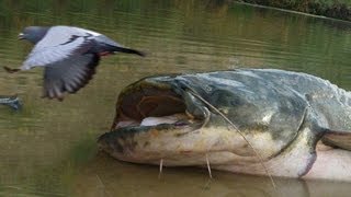 KILLER CATFISH HUNT PIGEONS ON LAND [upl. by Mickey689]