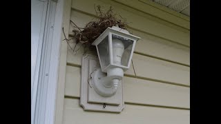 NO HARM DIY Bird Repellent [upl. by Animrac945]