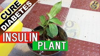 INSULIN PLANT  MAGIC treatment for Diabetes claimed by Ayurvedic Medicine [upl. by Irmina629]