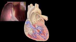 Corazón Anatomía y Fisiología [upl. by Mina]