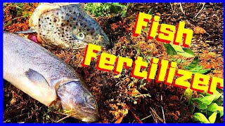 How to Make Fish Fertilizer EASY [upl. by Trish31]