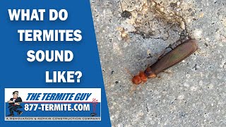 What do termites sound like Listen carefully [upl. by Libre145]