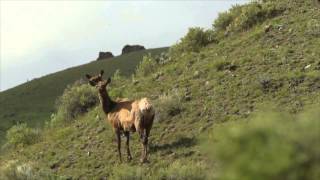 Cow Elk Barking [upl. by Sharline926]