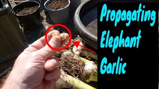 Planting corms from elephant garlic [upl. by Zarla]