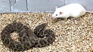 Snake attack rat Snake venom experiment [upl. by Akinat]