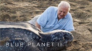 Protecting leatherback turtles  Blue Planet II Episode 7 Preview  BBC [upl. by Artemas574]