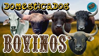 Domesticados BOVINOS ¿dónde y cuándo se domesticaron estos animales [upl. by Enautna]