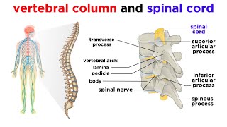 The Central Nervous System The Brain and Spinal Cord [upl. by Petronilla]