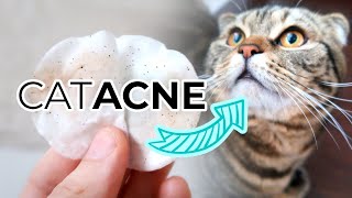 FELINE ACNE TREATMENT FROM HOME How To Remove Cat Acne or Blackheads From Your Cats Chin [upl. by Tterb757]