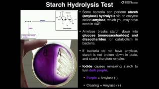 Microbiology Lab  Starch Hydrolysis Test via Amylase [upl. by Elodea835]