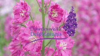 Dowdeswells Delphiniums Seed Germination Tips [upl. by Humfrid]