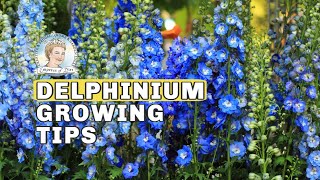 Delphinium Growing Tips  Empress of Dirt [upl. by Aicilana]