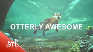 Meet the Aquarium Otters  Living St Louis [upl. by Galanti]