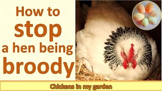 How to stop a broody hen [upl. by Yearwood529]