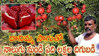 Profitable Pomegranate Farming  లాభదాయక దానిమ్మ సాగు  AgriTech Telugu [upl. by Ramso447]