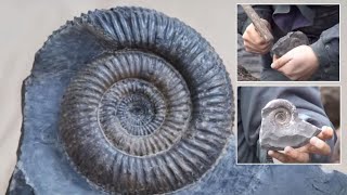 Cracking Open an Ammonite Nodule [upl. by Sesom357]