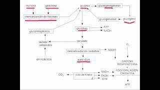 metabolismo glucidos [upl. by Ydne]