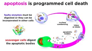 Apoptosis Programmed Cell Death [upl. by Swenson912]