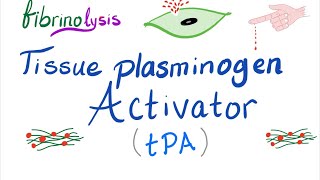 Tissue Plasminogen Activator tPA [upl. by Ulrica]