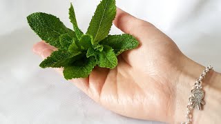 🌿 CONSERVAR LA HIERBABUENA FRESCA aplicable a perejil cilantro 🌿 [upl. by Stromberg]