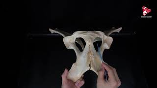 Comparative Anatomy of the Pelvis [upl. by Eadwina958]