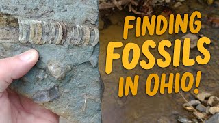 Finding Fossils in Ohio [upl. by Weatherley494]