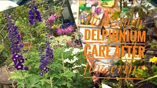 Delphinium care after flowering [upl. by Eibber]