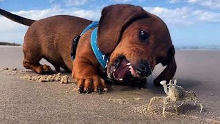 Funniest amp Cutest Dachshund Puppies 3 [upl. by Nightingale]