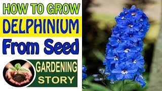 How To Grow Delphinium From Seed  Gardening Story [upl. by Manheim]