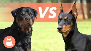 Rottweiler VS Doberman 🐶 Lequel choisir [upl. by Riay]