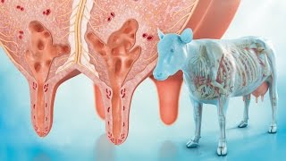 Cattle restraint methods [upl. by Eannyl]