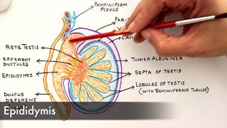 Gross Anatomy and Histology of Testes [upl. by Olatha]