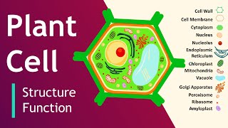 Plant cell Structure and Function  Plant Cell Model  Basic Science Series [upl. by Ashling83]