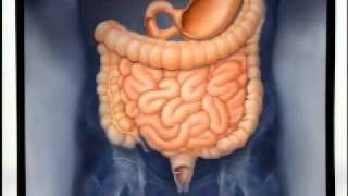 Introduction to Gastroenterology [upl. by Hepzi184]