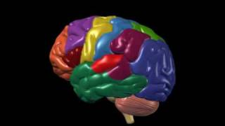 Brain Anatomy and Functions  Nucleus Health [upl. by Nitz468]