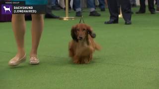 Dachshunds Longhaired  Breed Judging 2020 [upl. by Carothers]