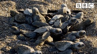 Baby turtles first steps  BBC [upl. by Acireh]