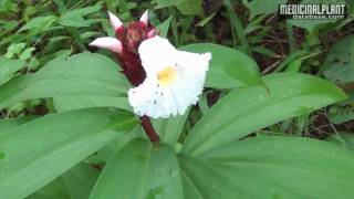 Costus speciosus [upl. by Aldarcie520]