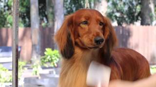 Grooming A Longhair Dachshund Pramada Grooming Series 1 [upl. by Aurie]