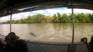 Saltwater Crocodile attempts attack on Tour Guide [upl. by Aryl]